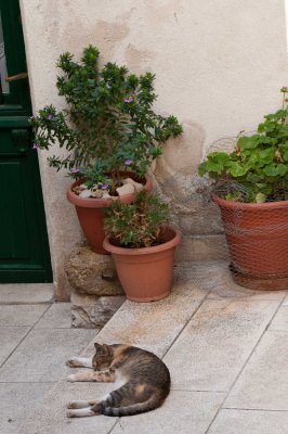 Enjoying siesta