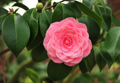 Pink Rose 2012
