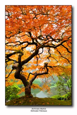 Autumn Maple (vertical)