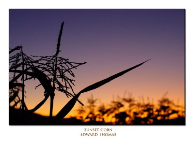Sunset Corn