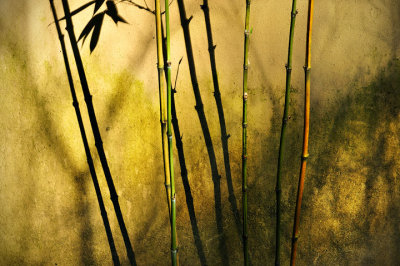 Five Bamboo