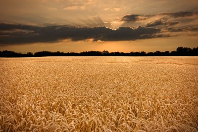 Wheat Field in Racine County