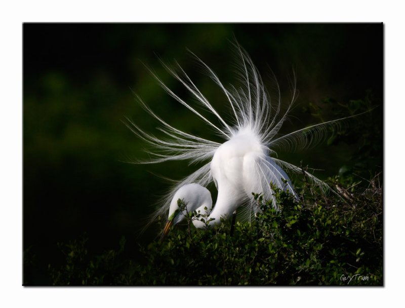 Great Egret - High Island