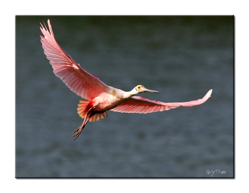 Spoonbill