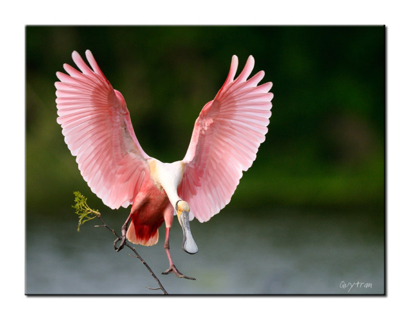 Spoonbill