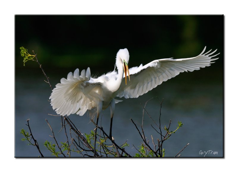 Great Egret