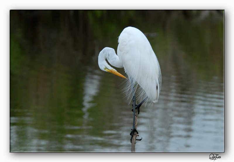 Great Egret