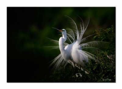 Great Egret - High Island