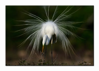 Great Egret - High Island