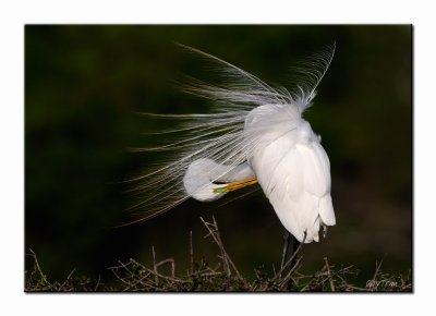Great Egret - High Island
