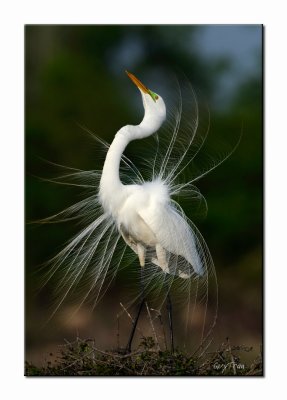 Great Egret - High Island