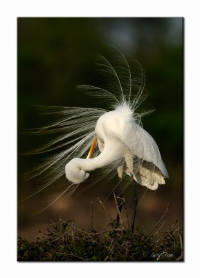 Great Egret - High Island