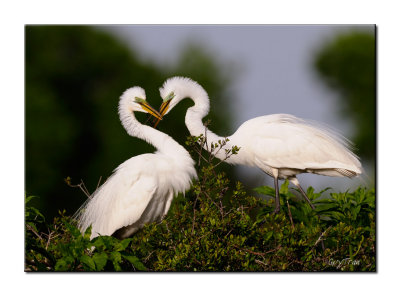 Great Egrets