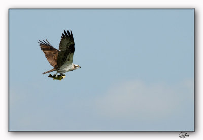 Osprey