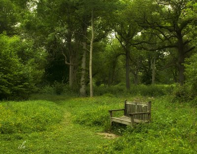 resting place in ancient wood
