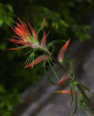 young indian paintbrush