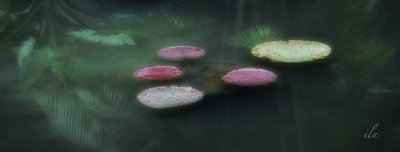 water lily hues