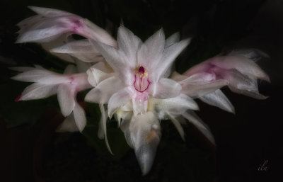 christmas cactus