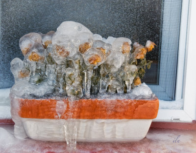 mums in ice