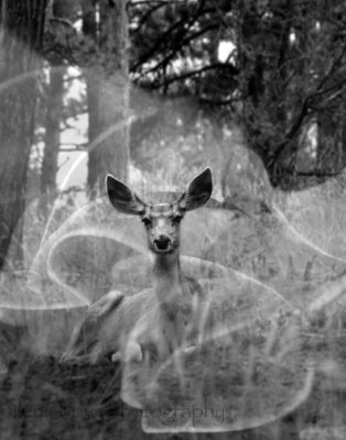 ghost of bambi's mother