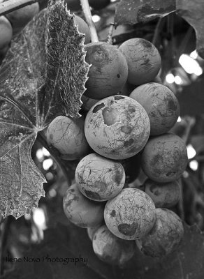 scarred but ripe