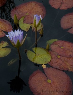 lilies reflected