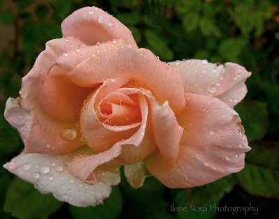 rose bathed in rain