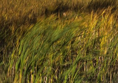 wetland grasses in wind