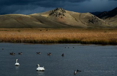 trumpeter swans with canada geese