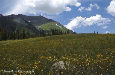 come to wildflower country!