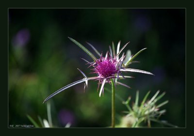 Syrian Thistle