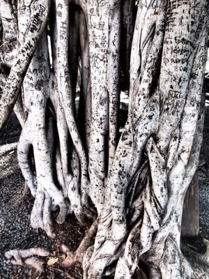 Banyon Tree Lahaina