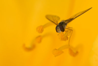 Yellow wasp