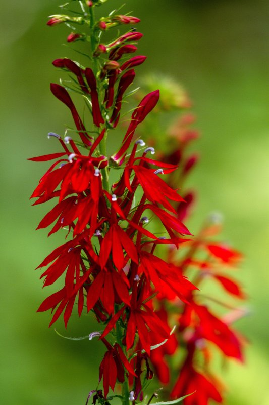 Idian Paintbrush on the Blue Ridge Parkway