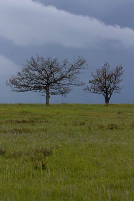Trees at Big Meadow, Skyline Drive