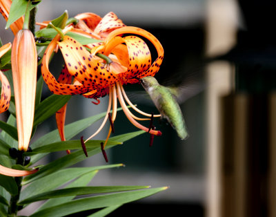 Backyard Birds & Flowers