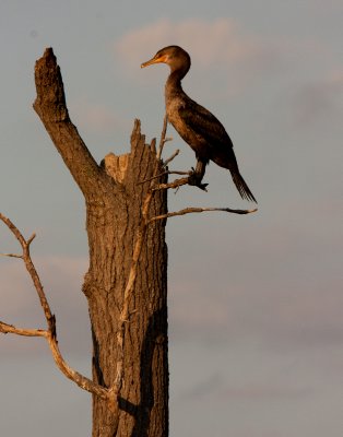 Cormorant Perch