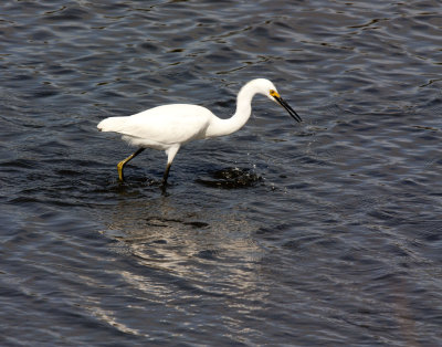 Fishing Egret
