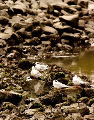 Terns on Rock