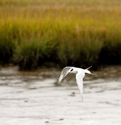 Tern