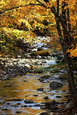 Roadside Stream