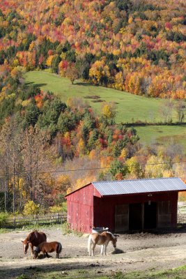 Maplegrove Farm
