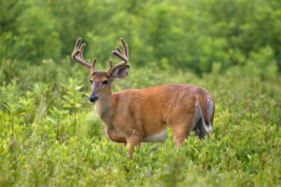 Velvet Buck at the Big Meadows