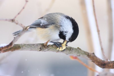 2011_02_25_07185.JPG