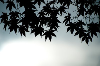 g4/76/883476/3/134528773.CXbBUpMm.jpg