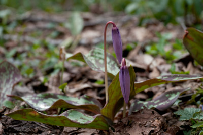 MAY 2011