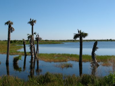 Viera Wetlands, Florida