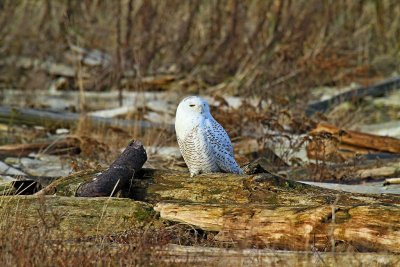 IMG_1554a.jpg