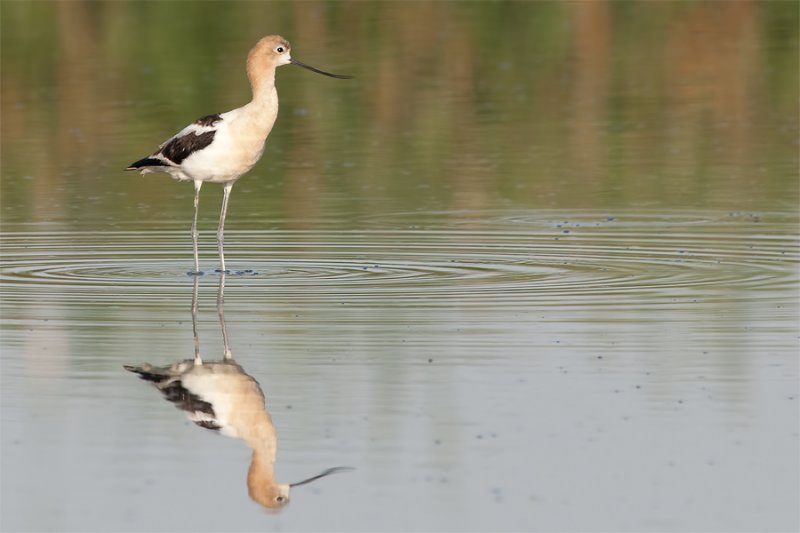 American Avocet.jpg