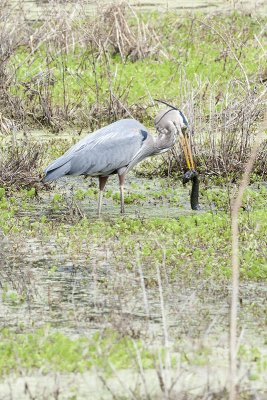 Heron and eel.jpg